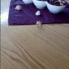 Table Salle à Manger Ichbilia - Image 4